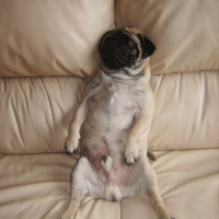 Photo #206958 de Oscar