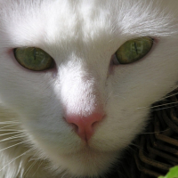 Photo #206962 de Schumi