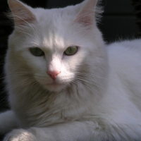 Photo #206968 de Schumi
