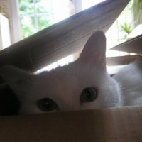 Photo #206970 de Schumi