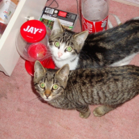 Photo #206973 de Merguez