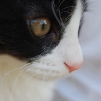 Photo #207029 de Guizmo