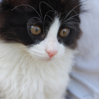 Photo #207031 de Guizmo