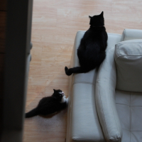 Photo #207032 de Guizmo