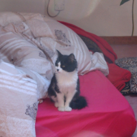 Photo #207037 de Satine