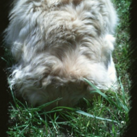 Photo #207040 de Prisca