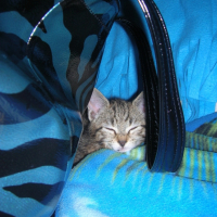 Photo #207042 de Bamboo