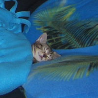 Photo #207050 de Bamboo