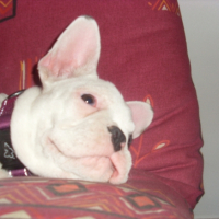 Photo #207059 de Kenja