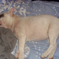 Photo #207060 de Kenja