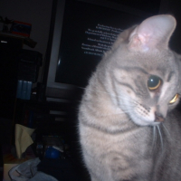 Photo #207065 de Zefire