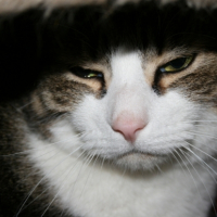 Photo #207072 de Ugo