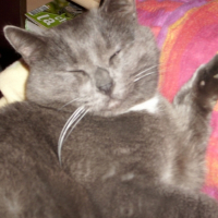 Photo #207087 de Atila