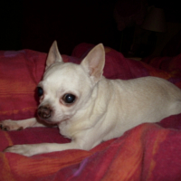 Photo #207103 de Martin du castel des liliputiens