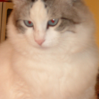 Photo #207144 de Urban