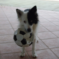 Photo #207161 de Lady