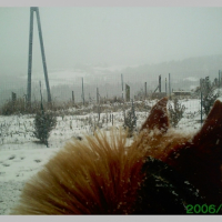 Photo #207162 de Caid du becquet
