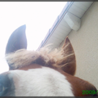 Photo #207165 de Caid du becquet
