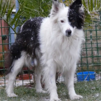 Photo #207167 de Lady