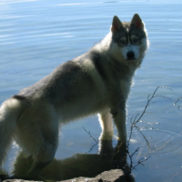 Photo #207204 de Asran of watson lake