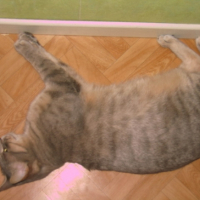 Photo #207211 de Grisou