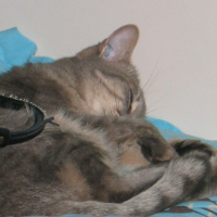 Photo #207212 de Grisou