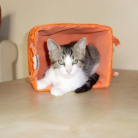 Photo #207291 de Tequila