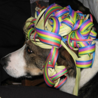 Photo #207313 de Pataud