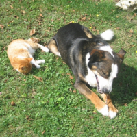 Photo #207321 de Pataud