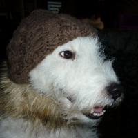 Photo #207361 de Daisy