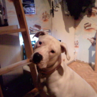 Photo #207427 de Chiva