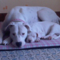 Photo #207428 de Chiva