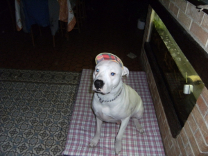 chichi avc sa casquette - Dogue Argentin