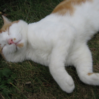 Photo #207440 de Timon