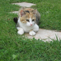 Photo #207451 de Canelle