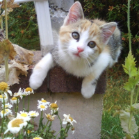Photo #207452 de Canelle