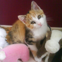 Photo #207453 de Canelle
