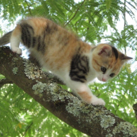 Photo #207454 de Canelle