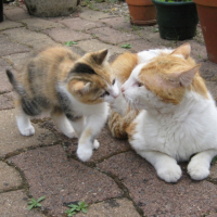 Photo #207455 de Canelle