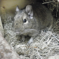 Photo #207487 de Lady /chouchou /chiara /billy-boy