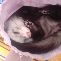 Photo #207503 de Nala