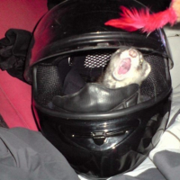 Photo #207505 de Nala