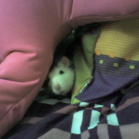 Photo #207511 de Gribouilli