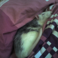 Photo #207512 de Gribouilli