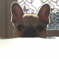 Photo #207537 de Biscotte