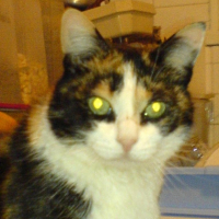 Photo #207636 de Mousse