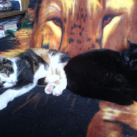 Photo #207637 de Mousse