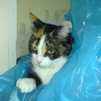 Photo #207638 de Mousse