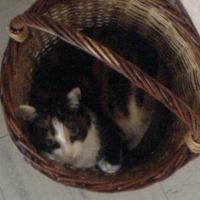 Photo #207639 de Mousse