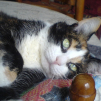 Photo #207641 de Mousse